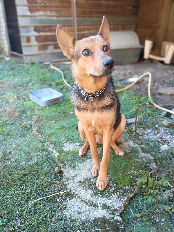 Lupa Cagnolina 1 Anno Taglia Medio Contenuta 