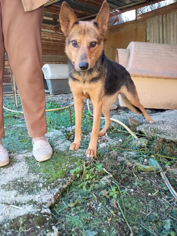 Lupa cagnolina 1 anno taglia medio contenuta  Foto 2