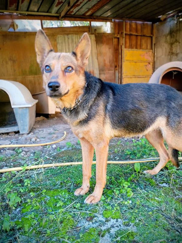Lupa cagnolina 1 anno taglia medio contenuta  Foto 3