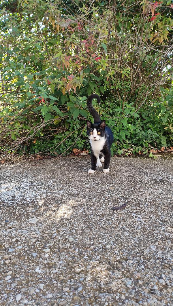 Odino Gattino 5 Mesi Ben Socializzato 