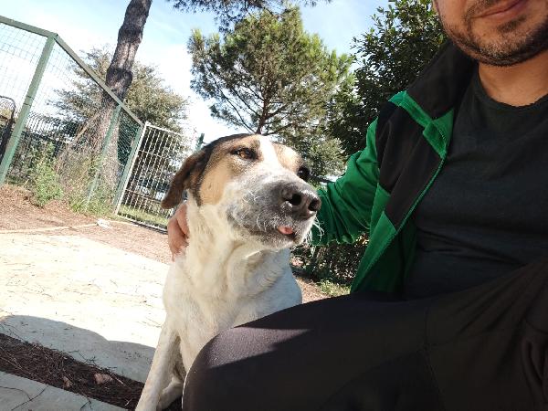Sissy splendida Cagnolona cerca famiglia  Foto 3