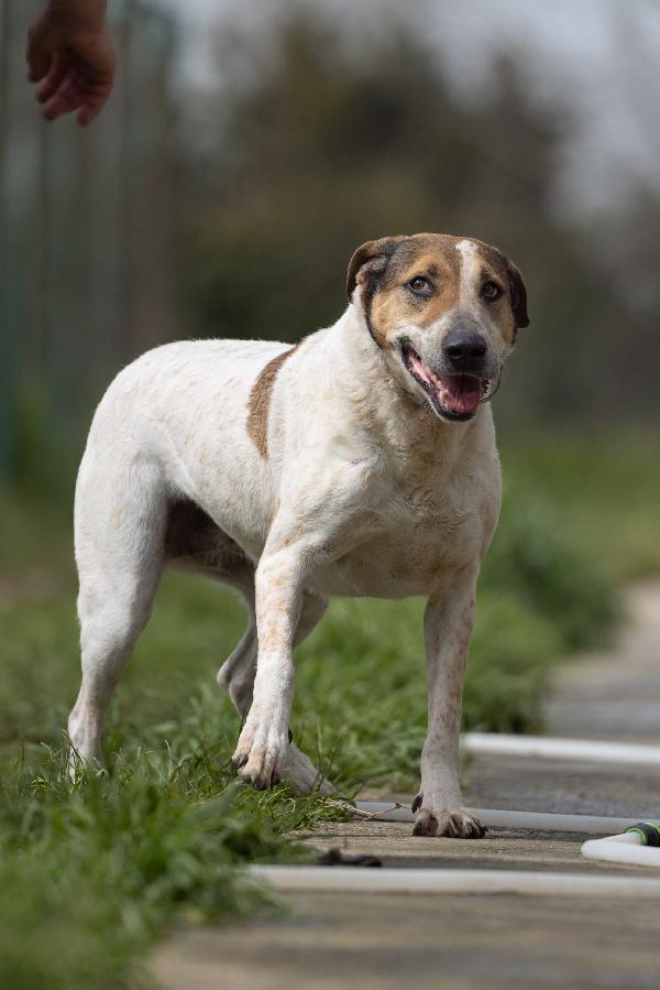 Sissy splendida Cagnolona cerca famiglia  Foto 4