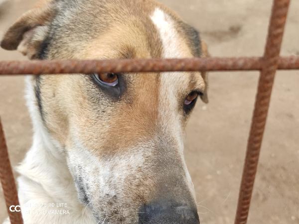 Sissy splendida Cagnolona cerca famiglia  Foto 6