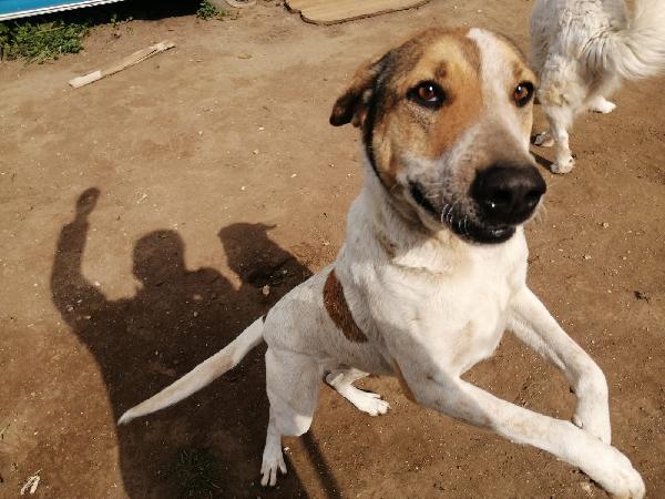 Sissy splendida Cagnolona cerca famiglia  Foto 7