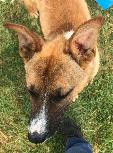 VAN, cucciolone con una stella sul dorso Foto 5