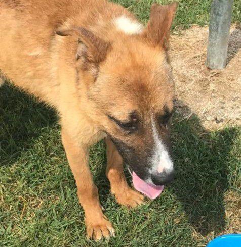 VAN, cucciolone con una stella sul dorso Foto 9