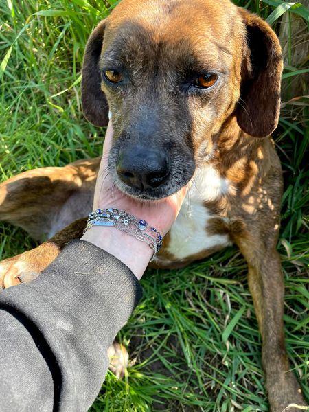 Tellina, la cagnolina ideale per tutti  Foto 3