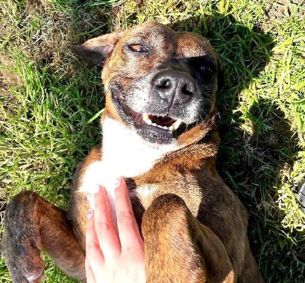 Tellina, la cagnolina ideale per tutti  Foto 7
