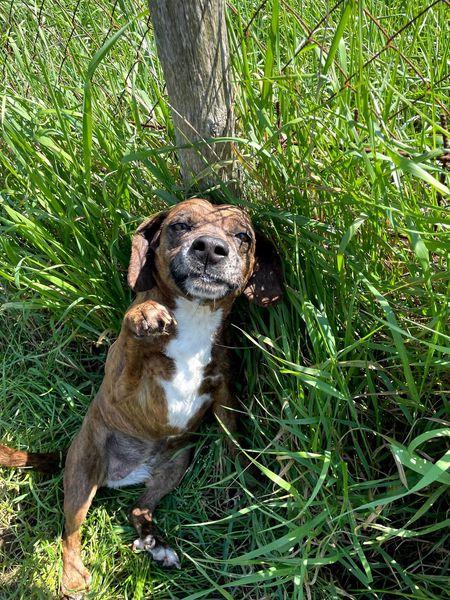 Tellina, la cagnolina ideale per tutti  Foto 8