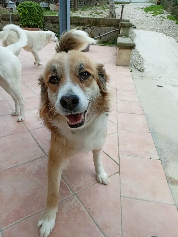 Aniello