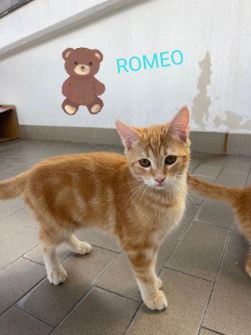 Romeo E Giulietta