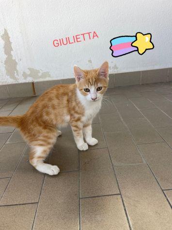 Romeo e Giulietta Foto 2