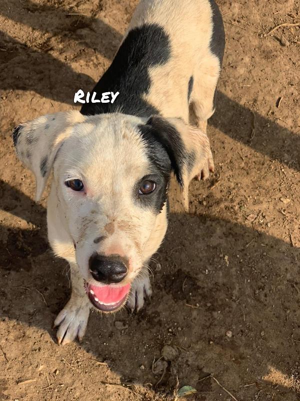 Riley Foto 4