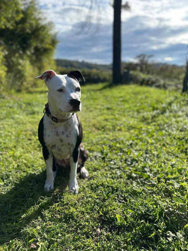 Kyra rinuncia di proprietà Foto 2