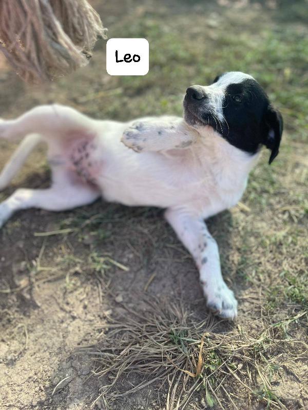Leo Cucciolo