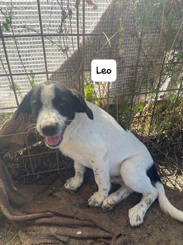 Leo cucciolo Foto 2