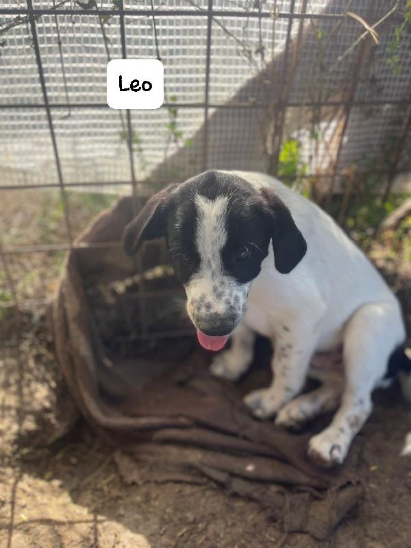 Leo cucciolo Foto 3