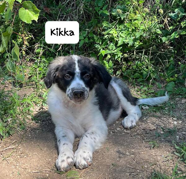Kikka cucciola Foto 2