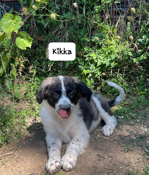 Kikka cucciola Foto 3