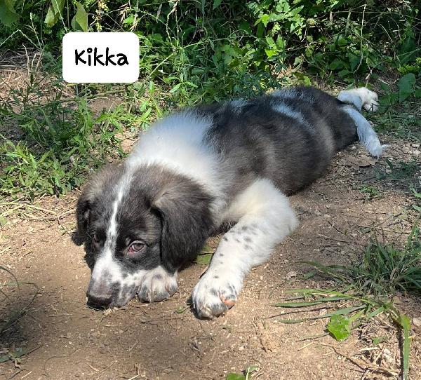 Kikka cucciola Foto 4
