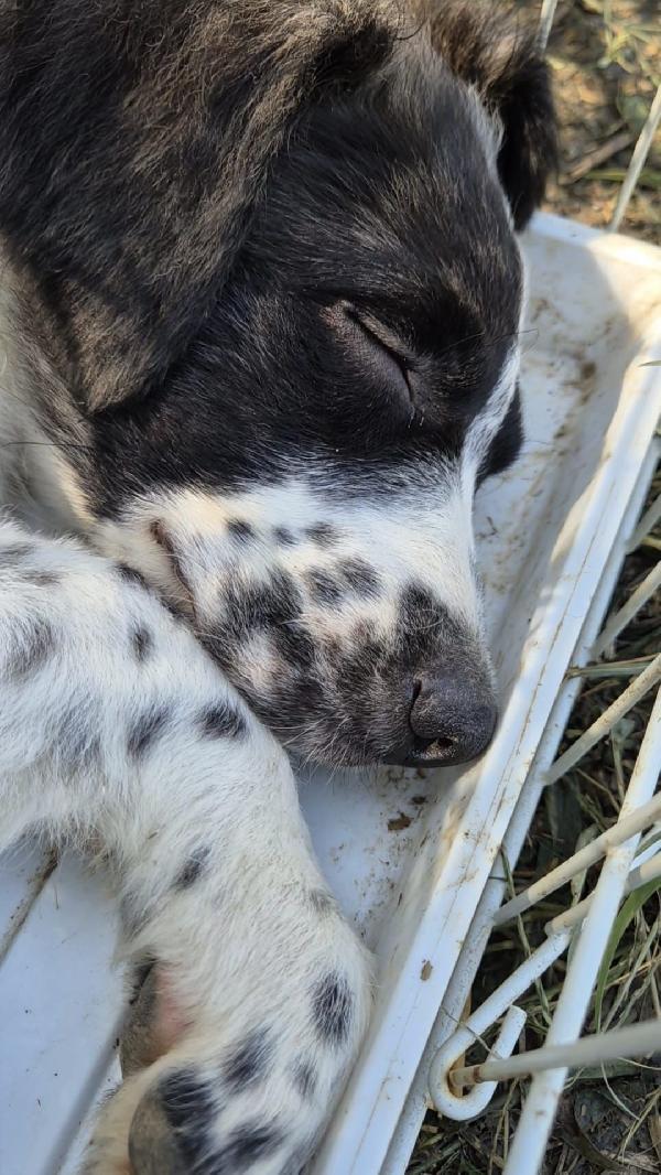 Kikka cucciola Foto 5