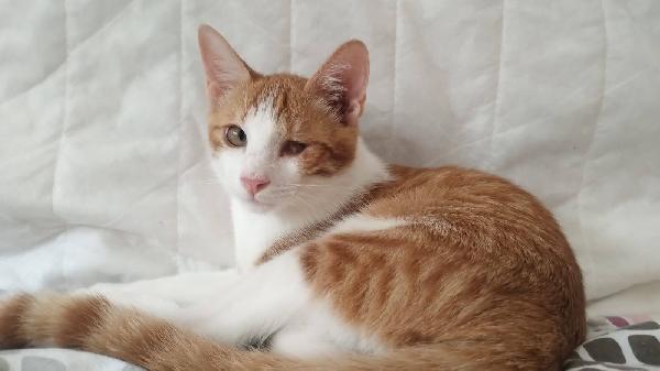 Rossino Foto 2