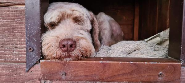 Gigi Adozione Cane Cieco