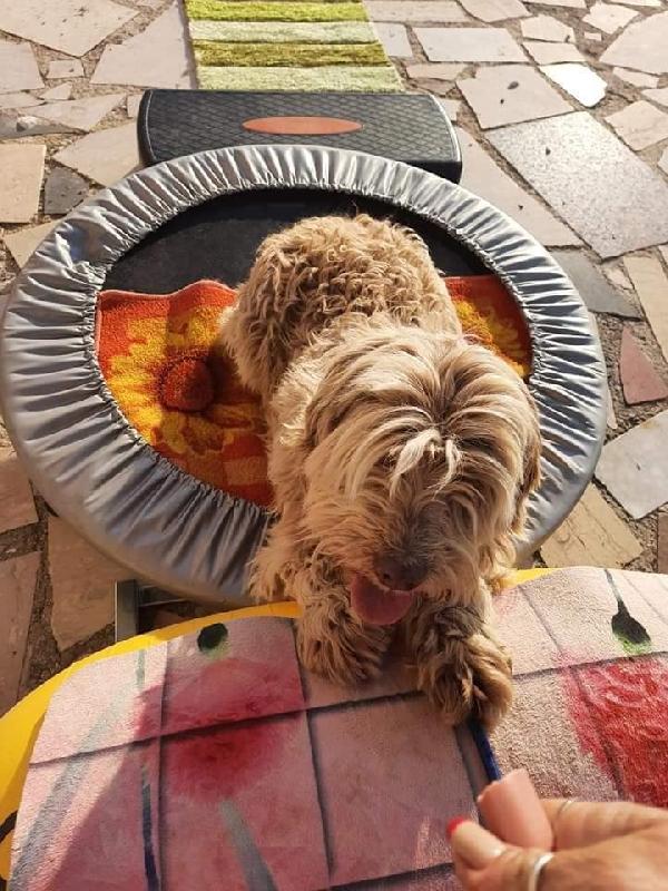 Gigi adozione cane cieco Foto 2