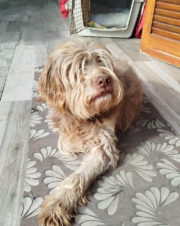 Gigi adozione cane cieco Foto 6
