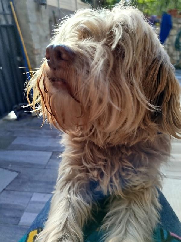 Gigi adozione cane cieco Foto 7