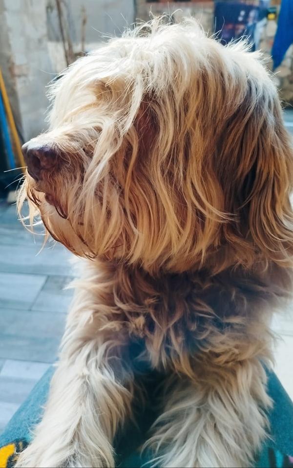 Gigi adozione cane cieco Foto 8