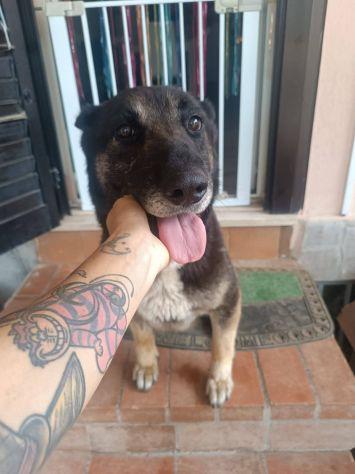 Bella Mix Pastore