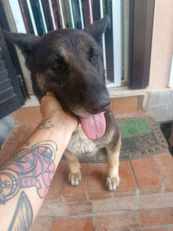Bella mix pastore Foto 2