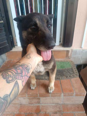 Bella mix pastore Foto 3