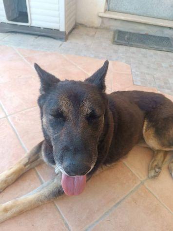 Bella mix pastore Foto 4
