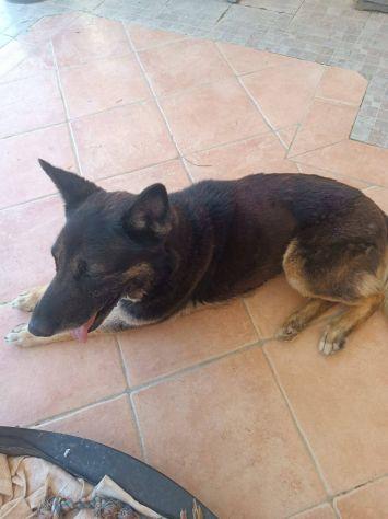 Bella mix pastore Foto 5