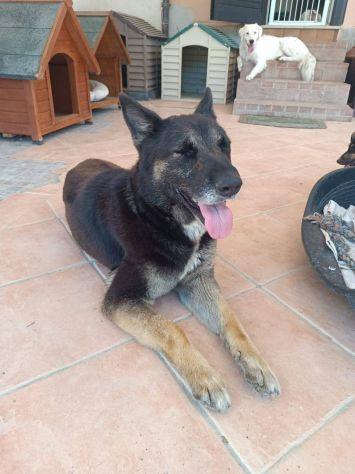 Bella mix pastore Foto 6