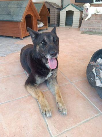 Bella mix pastore Foto 7