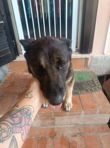 Bella mix pastore Foto 8