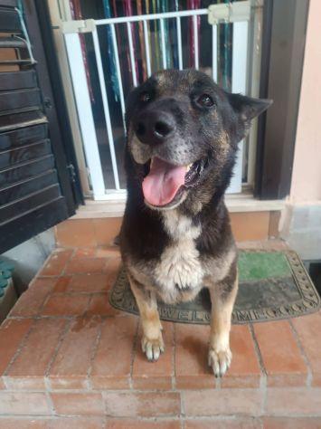 Bella mix pastore Foto 9