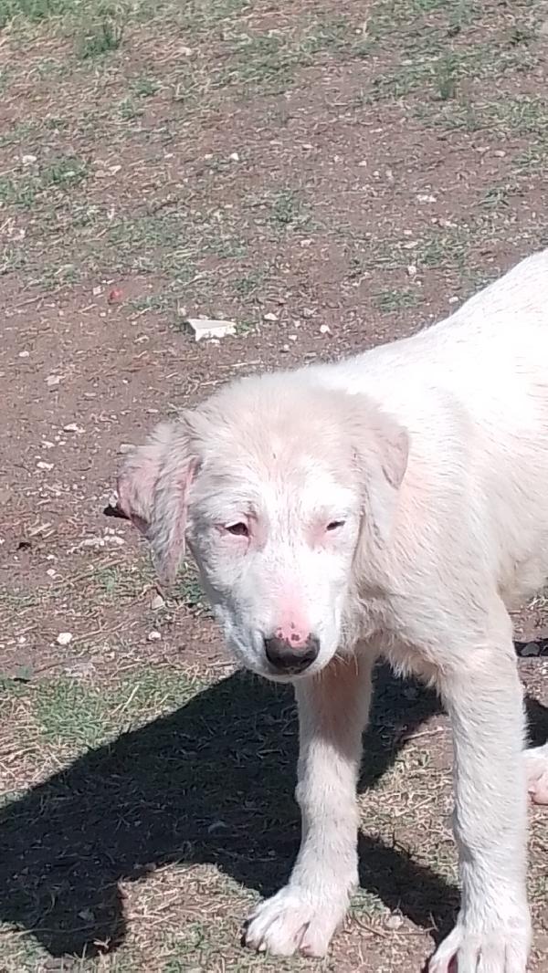 Nessie splendida dolce cucciola simil maremmano  Foto 2