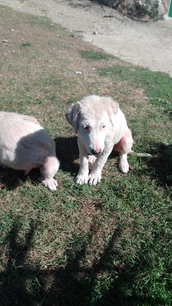 Nessie splendida dolce cucciola simil maremmano  Foto 3