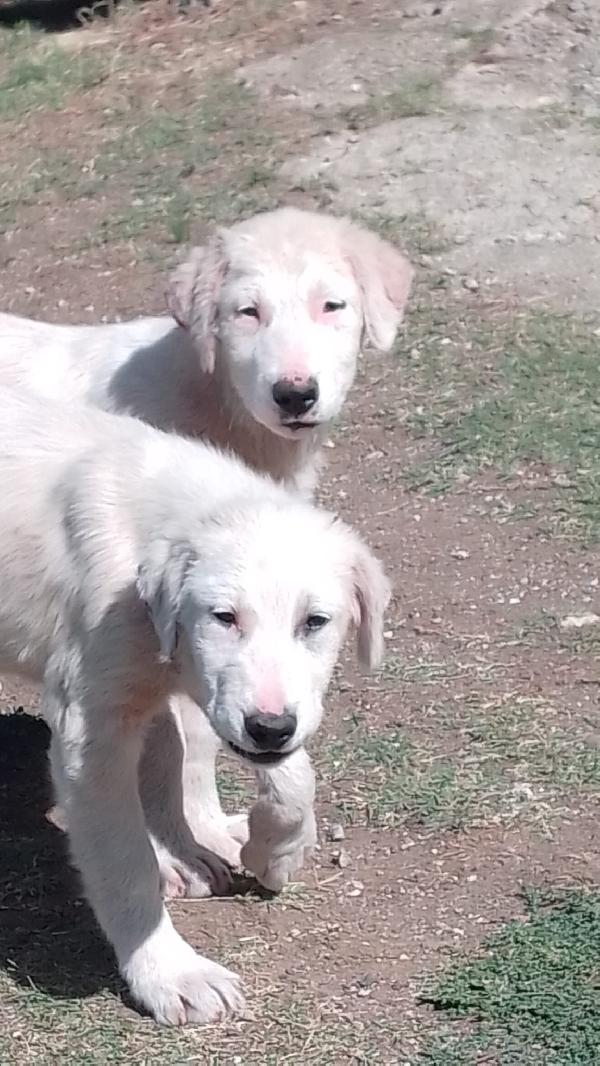 Nessie splendida dolce cucciola simil maremmano  Foto 4