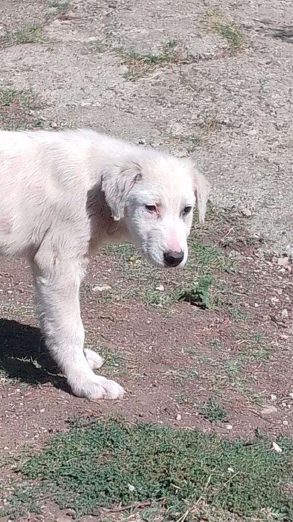 Donald Meraviglioso Dolce Cucciolo Cerca Famiglia 