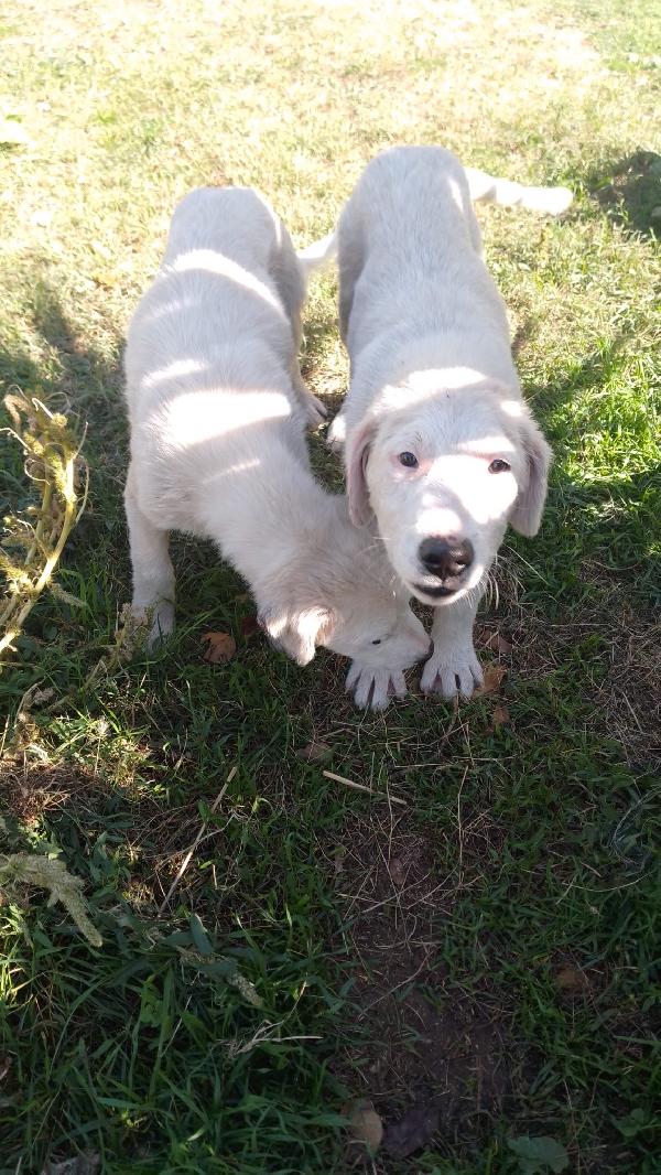 Donald meraviglioso dolce cucciolo cerca famiglia  Foto 2