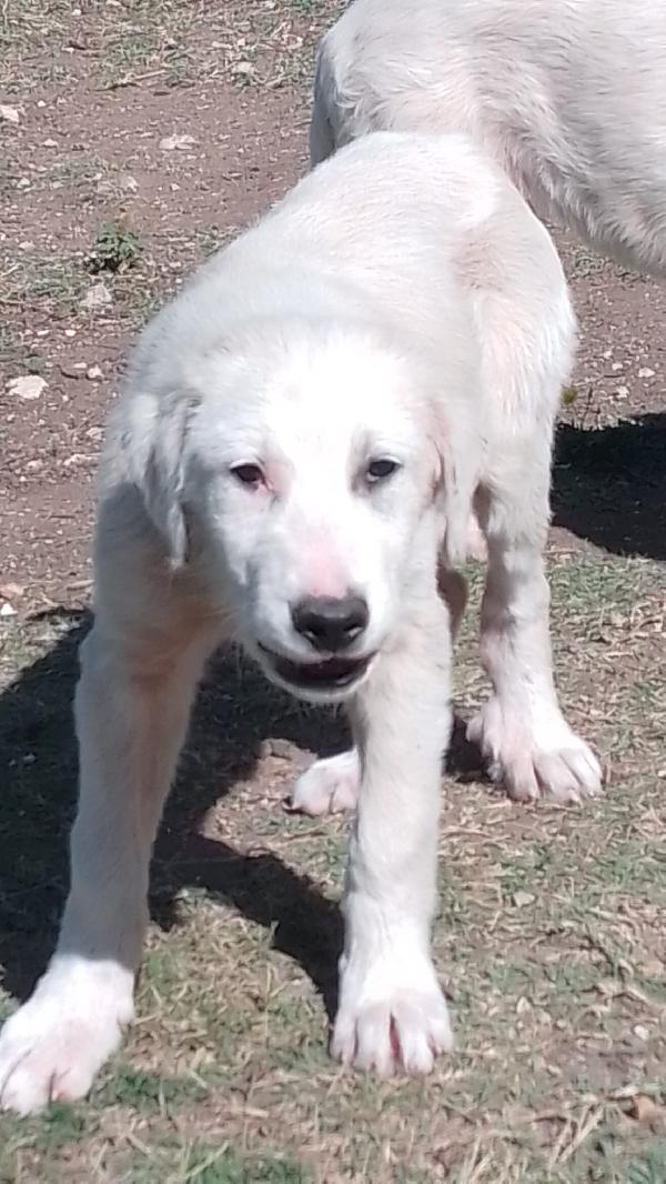 Donald meraviglioso dolce cucciolo cerca famiglia  Foto 3