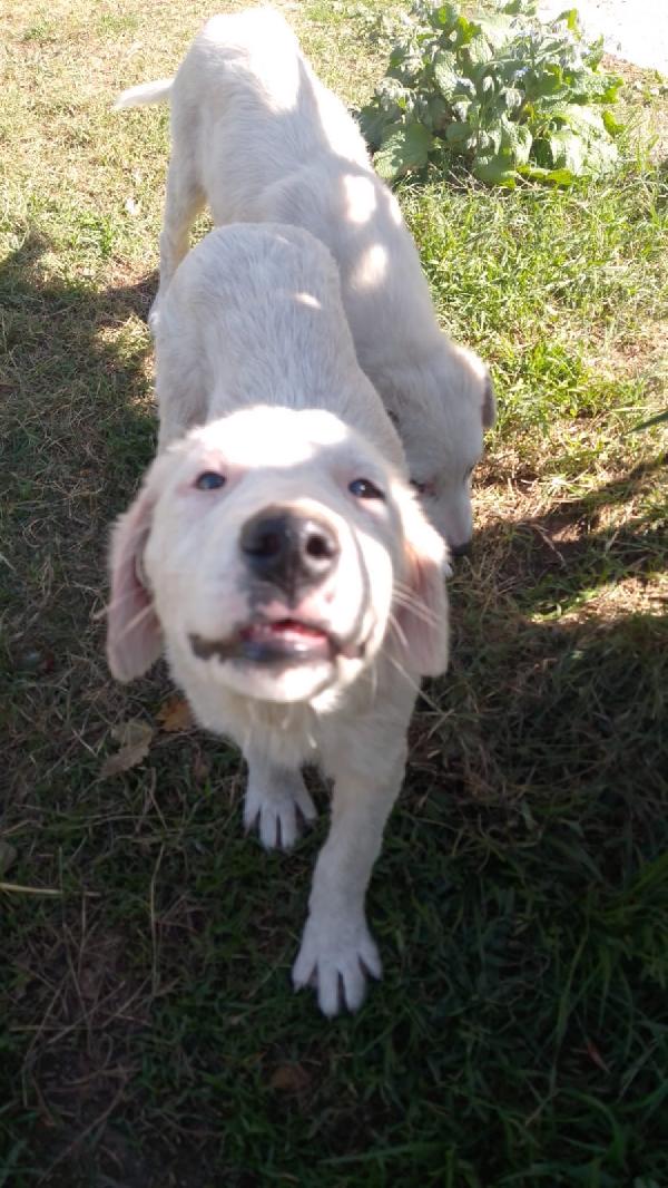Donald meraviglioso dolce cucciolo cerca famiglia  Foto 4