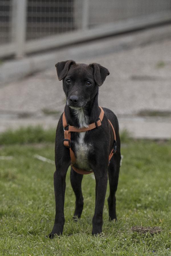 Athos, Meticcetto Nero Timidino In Adozione