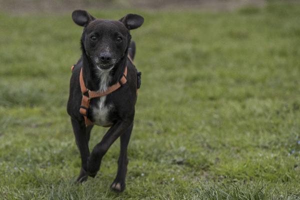 ATHOS, meticcetto nero timidino in adozione Foto 2
