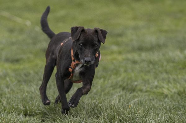 ATHOS, meticcetto nero timidino in adozione Foto 3